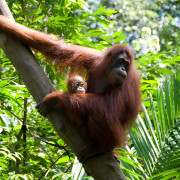 orangutan