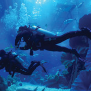 Shark_Dive_1