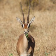 Kenya_Gazelle_Wildlife_Jessica King