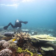 School_expedition_Borneo_scuba_underwater_diver_comp