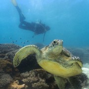 School_expedition_Borneo_scuba_underwater_turtle_comp-850×500