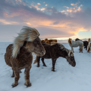 Iceland_Adventure_Expedition-Adventure_Horses-min-300×300